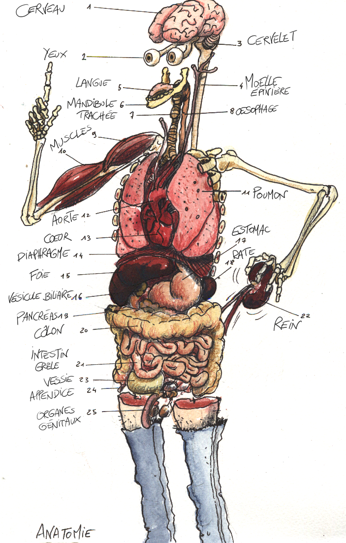 anatomie homme