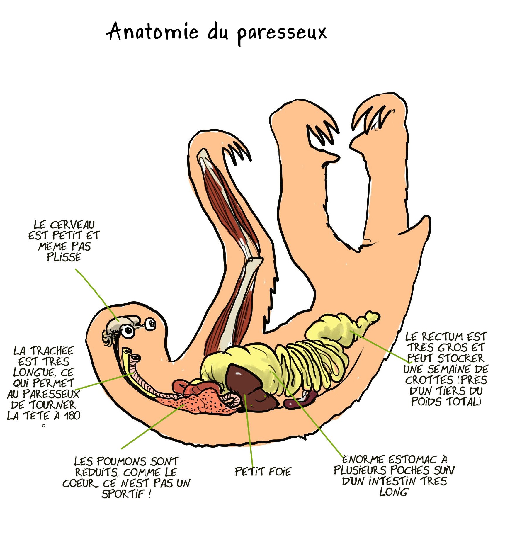 anatomie paresseux